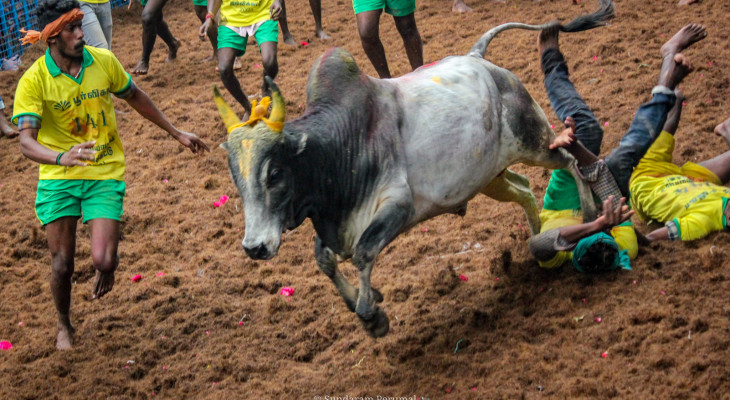 Balancing Tradition And Law: The Legal And Ethical Dilemma of Jallikattu Under Section 291 of the Bhartiya Nyaya Sanhita