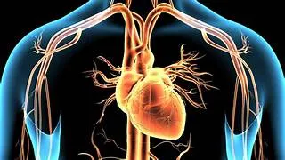 Dor Procedure: Reshaping The Left Ventricle To Treat Heart Attacks ...